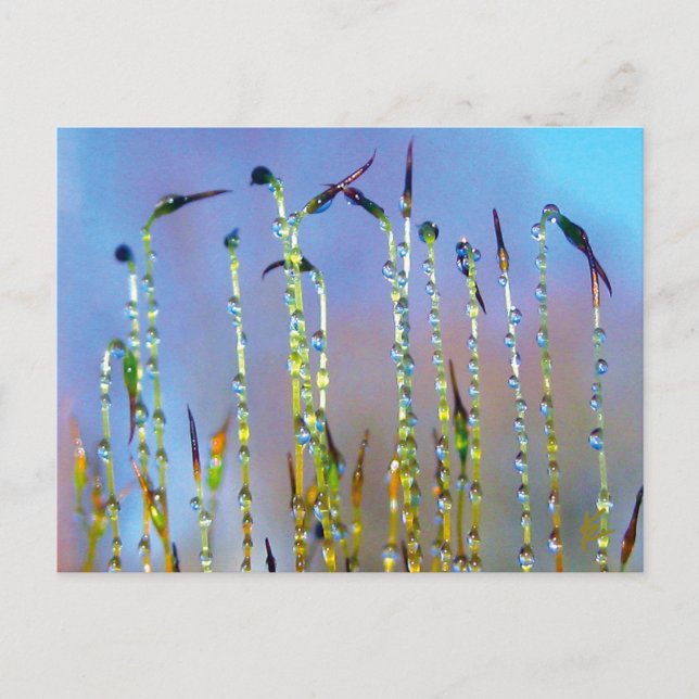 Elegant, Soothing, Dew Drop Botanical Postcard (Front)