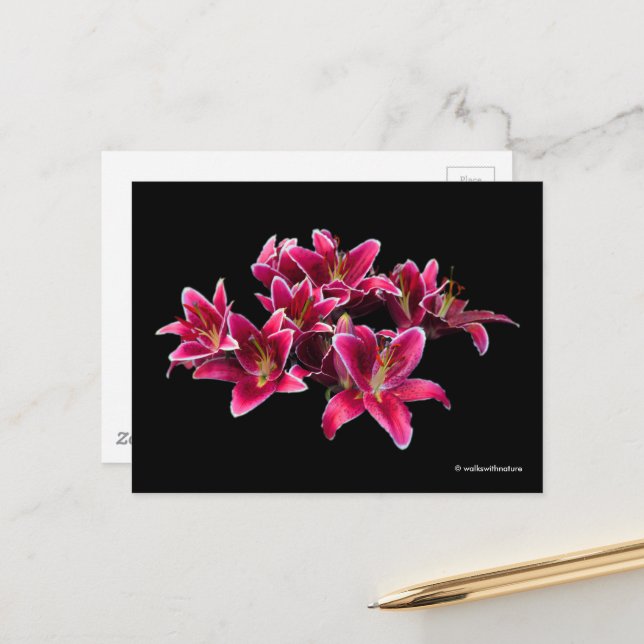Elegant Stargazer Oriental Lilies Pink Flowers Postcard (Front/Back In Situ)