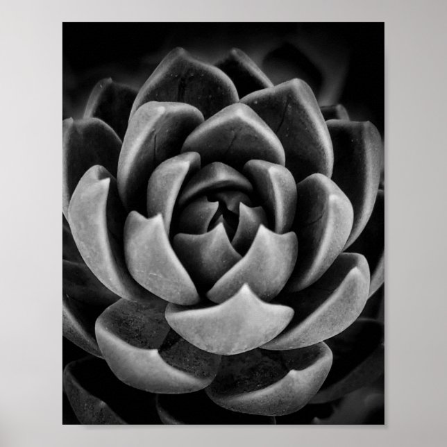 Elegant Succulent Plant Nature Photo Black White Poster (Front)
