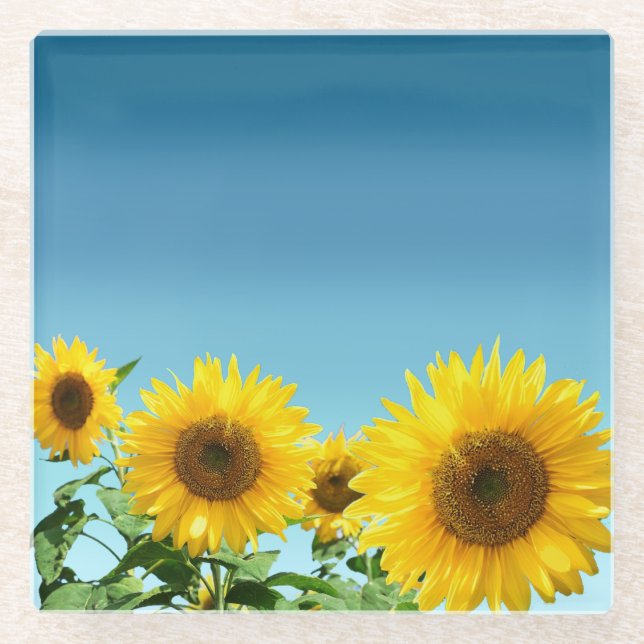 Elegant Sunflowers on Sky Blue Shades Glass Coaster (Front)