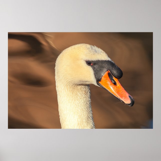 Elegant Swan Head Portrait  Poster (Front)