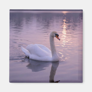Elegant Swan Sunset Magnet