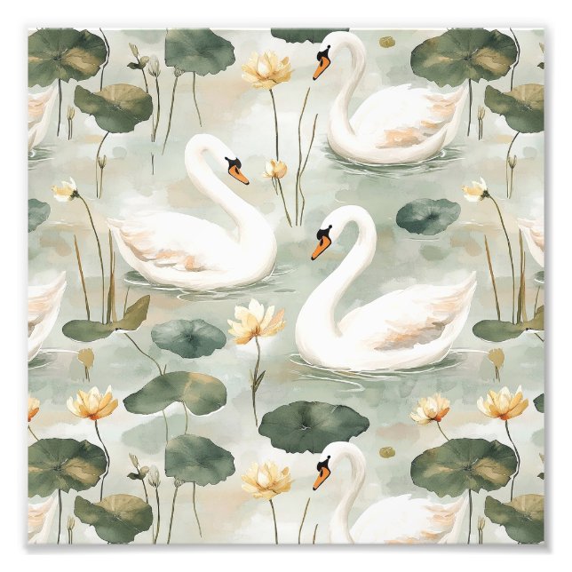  Elegant swans Photo Print (Front)