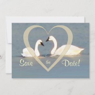 Elegant Swans Save the Date Announcement