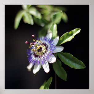 Elegant Tropical Exotic Passion Flower Poster