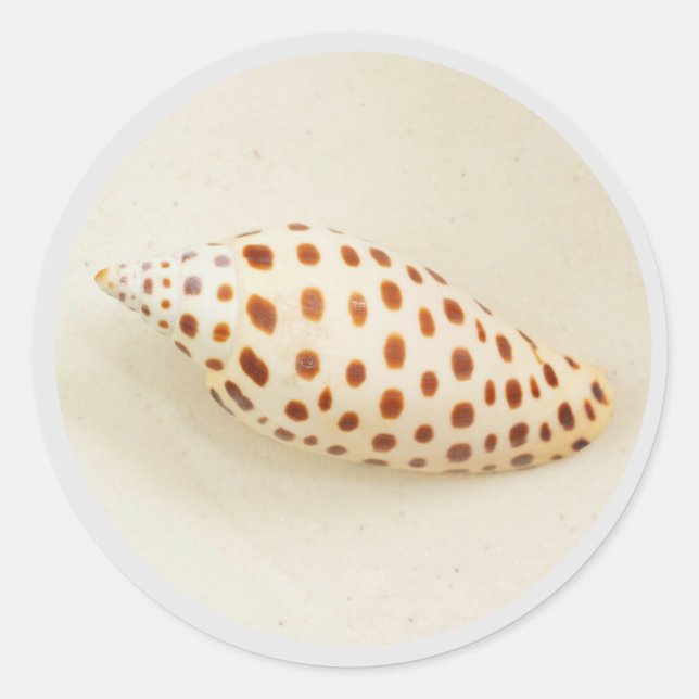 Elegant Tropical Junonia Florida Beach Shell Photo Classic Round Sticker (Front)
