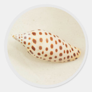 Elegant Tropical Junonia Florida Beach Shell Photo Classic Round Sticker
