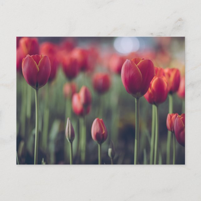 Elegant Tulip and Rose Floral Flowers Photography Postcard (Front)