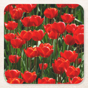 Elegant Tulip and Rose Floral Flowers Photography Square Paper Coaster