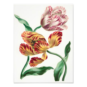 Elegant Tulip Floral Illustration Photo Print