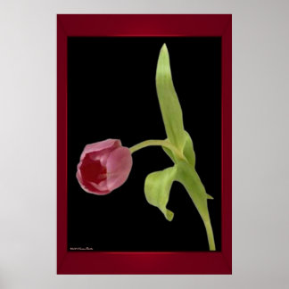 Elegant Tulip Print