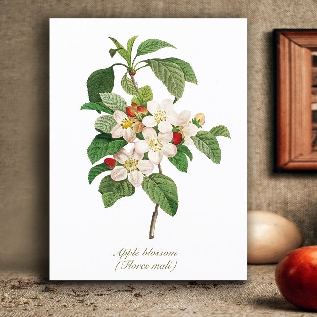 Elegant Vintage Botanical Apple Blossom Postcard (Creator Uploaded)