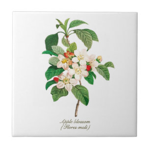 Elegant Vintage Botanical Apple Blossom Tile