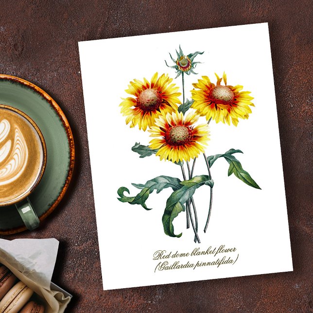 Elegant Vintage Botanical Blanket Flower Postcard (Creator Uploaded)