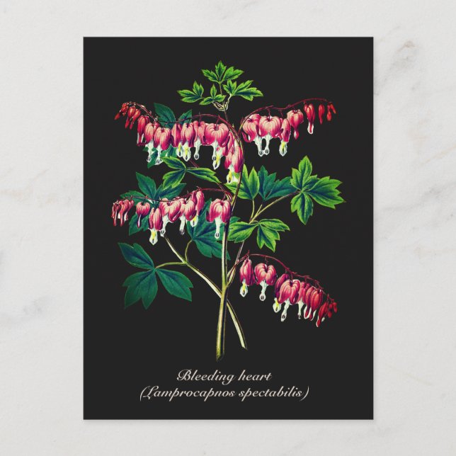 Elegant Vintage Botanical Bleeding Heart Flower Postcard (Front)