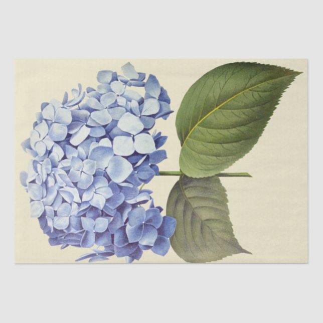 Elegant Vintage Botanical Blue Hydrangea Flower Tissue Paper (Front)