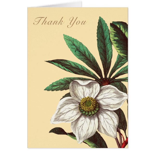 Elegant Vintage Botanical Christmas Rose Flower (Front)