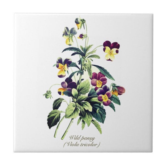 Elegant Vintage Botanical Flowers Pansy Tile (Front)