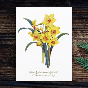 Elegant Vintage Botanical Flowers Yellow Daffodils Postcard