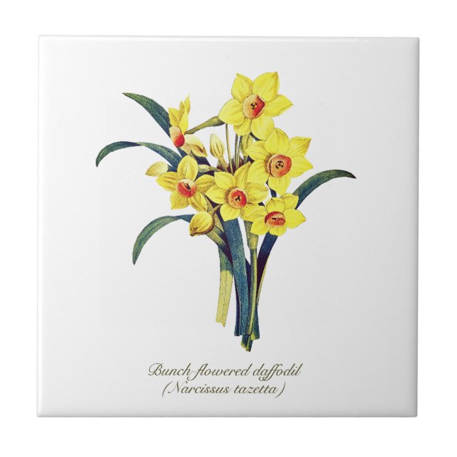 Elegant Vintage Botanical Flowers Yellow Daffodils Tile (Front)