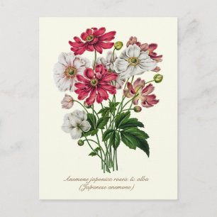 Elegant Vintage Botanical Japanese Anemone Postcard