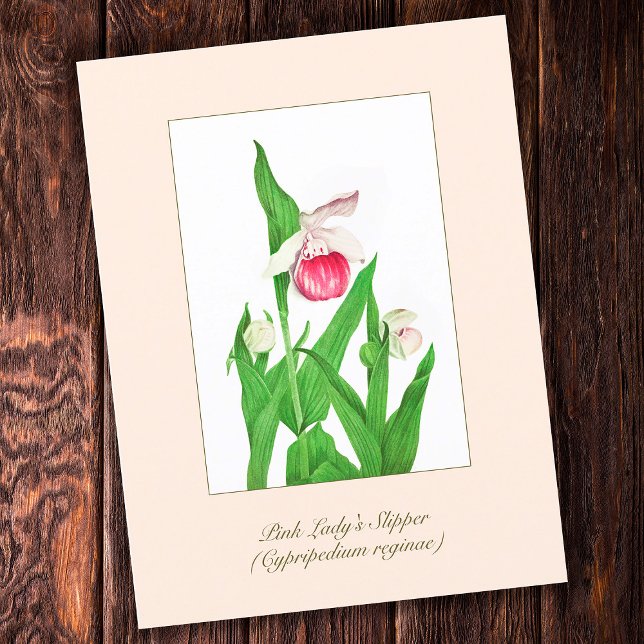 Elegant Vintage Botanical Lady's Slipper Flower Postcard (Creator Uploaded)