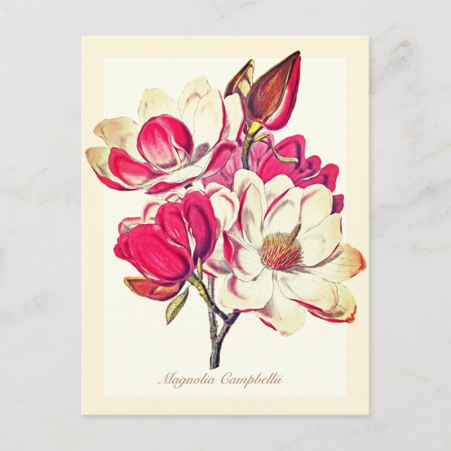 Elegant Vintage Botanical Magnolia Pink Flowers  Postcard (Front)