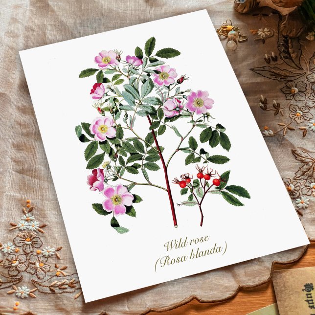 Elegant Vintage Botanical Pink Wild Rose Postcard (Creator Uploaded)