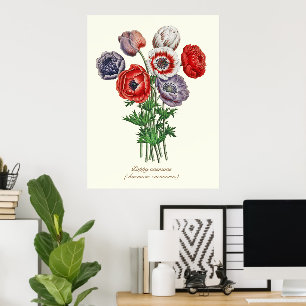 Elegant Vintage Botanical Poppy Anemone Poster