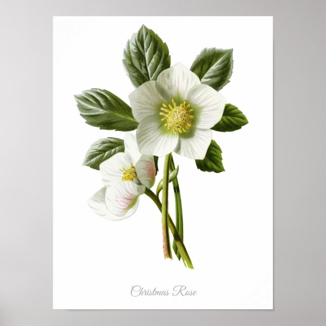 Elegant Vintage Botanical Print Christmas Rose (Front)