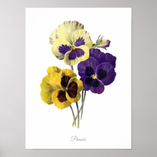 Elegant Vintage Botanical Print Pansies