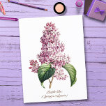 Elegant Vintage Botanical Purple Lilac Blossom Postcard<br><div class="desc">Vintage botanical Illustration of common blue lilac foliage and blossom, very elegant, sophisticated and classy artwork for a chic romantic home decor and nature or flowers lover. It is New Hampshire’s state flower and represents the ‘hardy’ nature of its people. Both George Washington and Thomas Jefferson had an affinity for...</div>