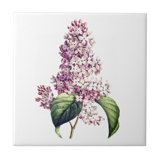 Elegant Vintage Botanical Purple Lilac Blossom Tile (Front)