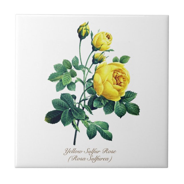 Elegant Vintage Botanical Yellow Rose Tile (Front)