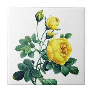 Elegant Vintage Botanical Yellow Rose Tile