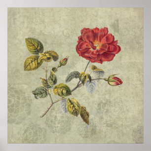 Elegant Vintage French Rose Poster