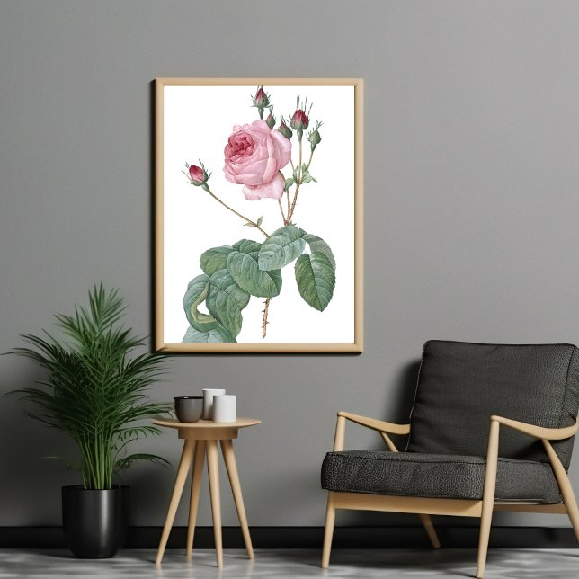 Elegant Vintage Pink Rose Botanical Art Poster (Creator Uploaded)