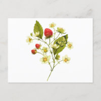 Elegant Watercolor Strawberry Plant with Flowers