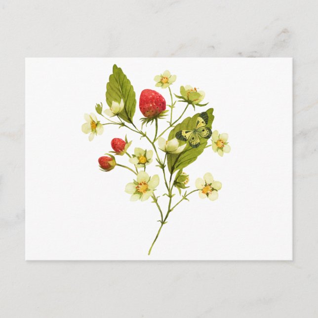 Elegant Watercolor Strawberry Plant with Flowers Postcard (Front)