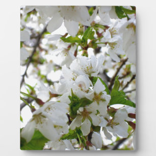 Elegant white blossoms white florals white flowers plaque