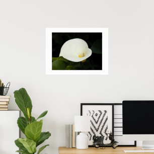 Elegant White Calla Lily Bloom Floral Photographic Poster