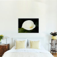 Elegant White Calla Lily Bloom Floral