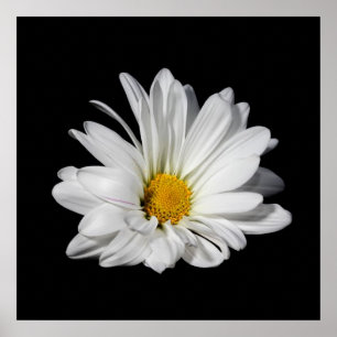 Elegant White Daisy Flower Poster