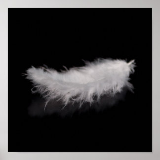 Elegant White Feather on a Black Background Poster