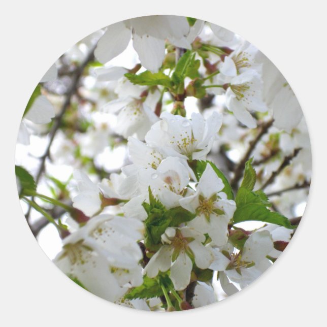 Elegant white floral blossom photo classic round sticker (Front)