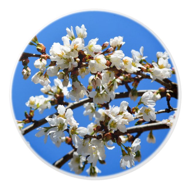 Elegant white flowering blossoms  ceramic knob (Front)
