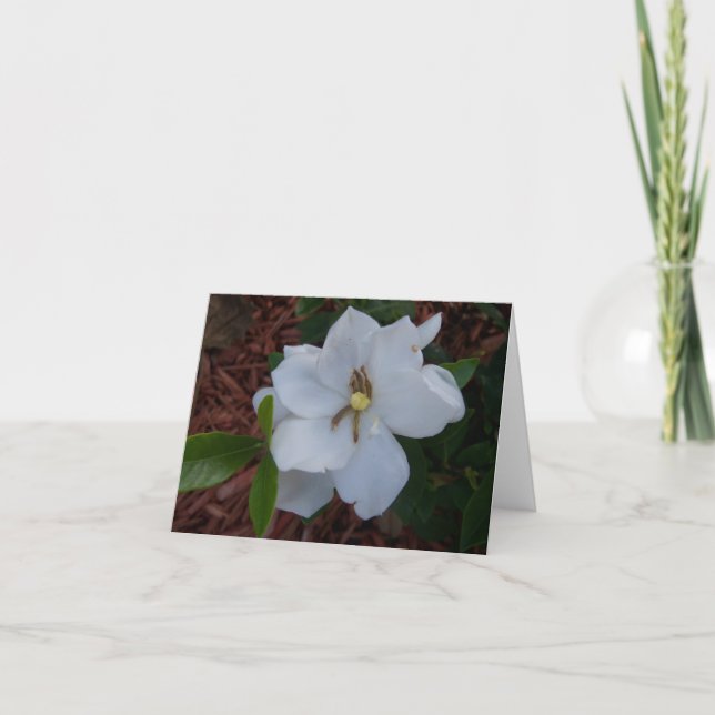 Elegant white gardenia blossom on a card (Front)