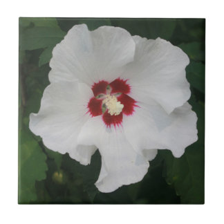 Elegant White Hibiscus Flower Photo Tile