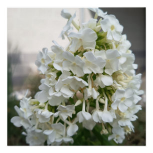 Elegant White Hydrangea Floral Poster Print Bota