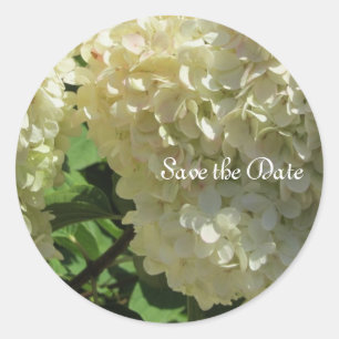 Elegant White Hydrangeas Classic Round Sticker